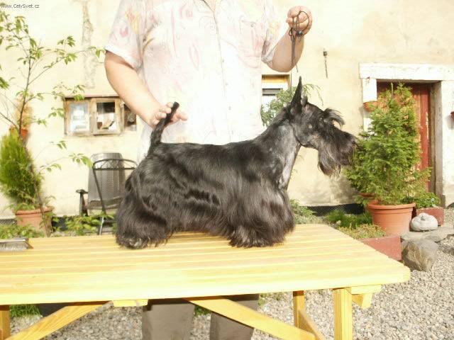 Scottish terrier (Dog standard) (Scottish Terrier)