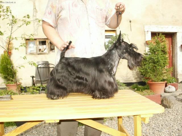 Photos: Scottish terrier (Dog standard) (pictures, images)