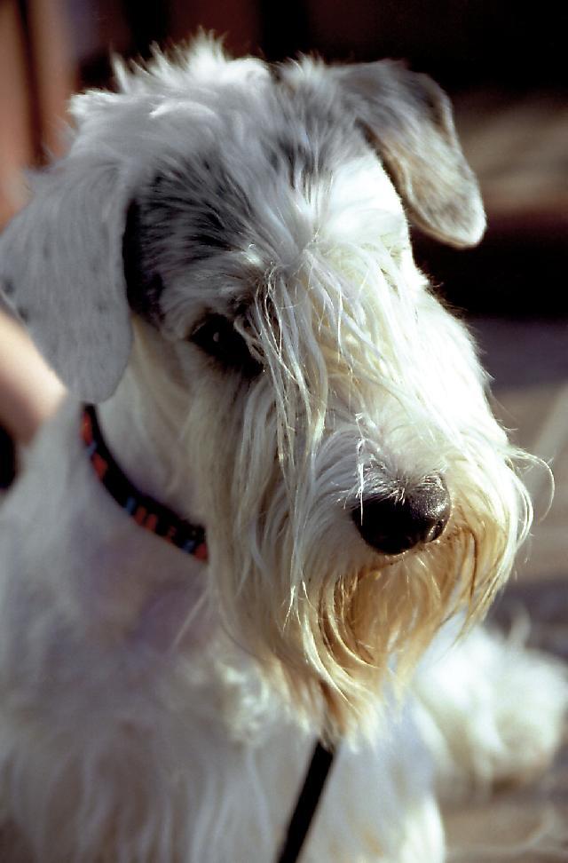 Photos: Sealyham terrier (Dog standard) (pictures, images)