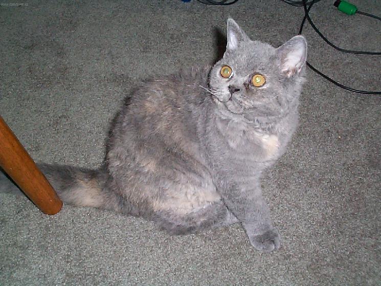 Photos: Selkirk Rex (Cat) (pictures, images)