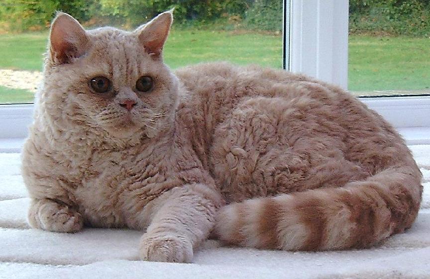 Photos: Selkirk Rex (Cat) (pictures, images)