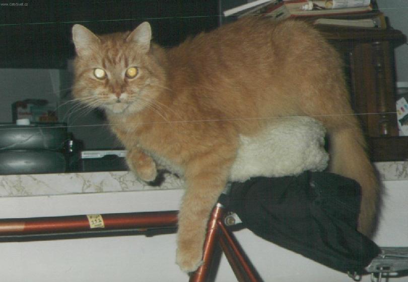 Photos: Selkirk Rex (Cat) (pictures, images)