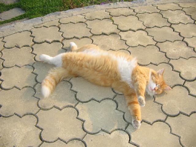 Photos: Selkirk Rex (Cat) (pictures, images)