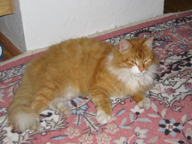 Photos: Selkirk Rex (Cat) (pictures, images)