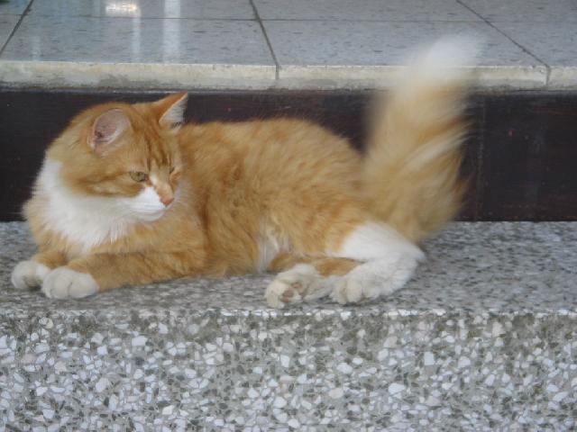 Photos: Selkirk Rex (Cat) (pictures, images)
