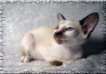 Photos: Seychellois (Cat) (pictures, images)