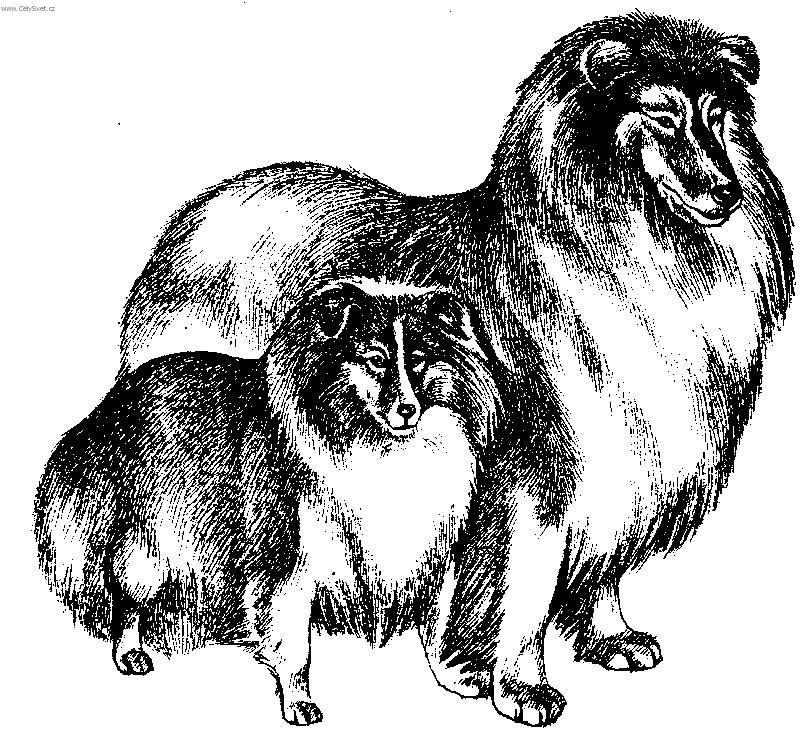 Photos: Shetland sheepdog (Dog standard) (pictures, images)