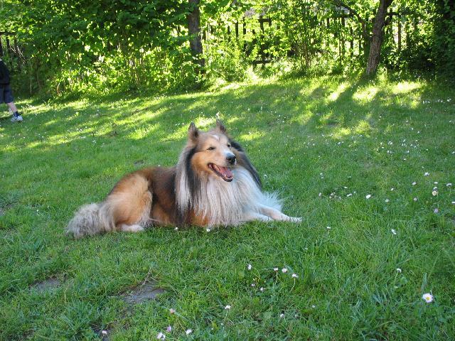 Photos: Shetland sheepdog (Dog standard) (pictures, images)