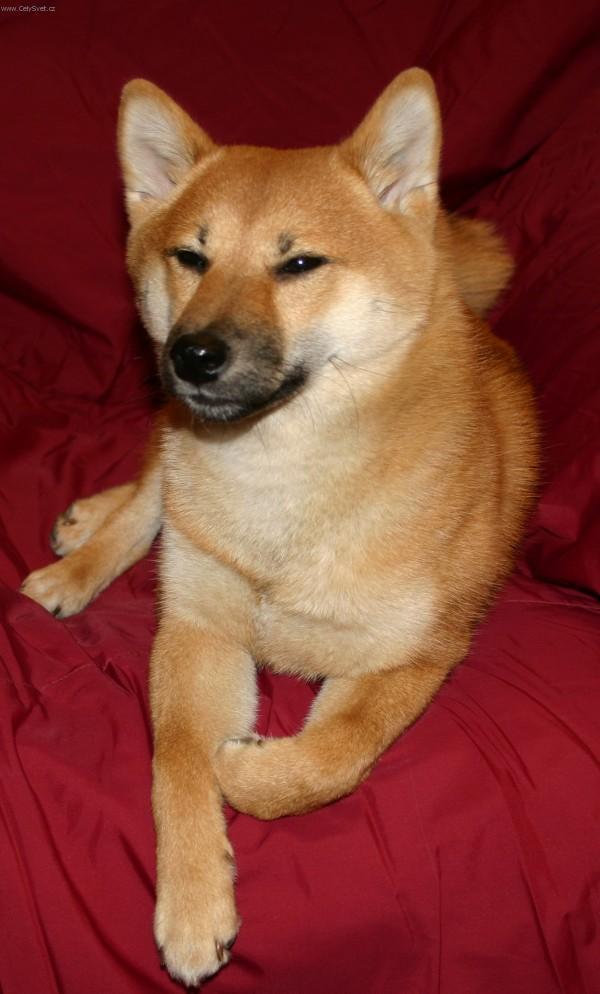 Photos: Shiba inu (Dog standard) (pictures, images)