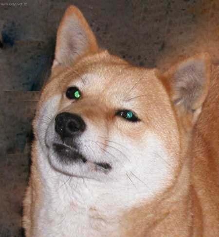 Photos: Shiba inu (Dog standard) (pictures, images)
