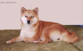 Photos: Shiba inu (Dog standard) (pictures, images)