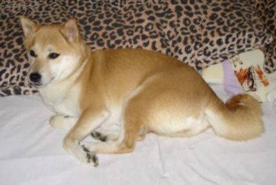 Photos: Shiba inu (Dog standard) (pictures, images)
