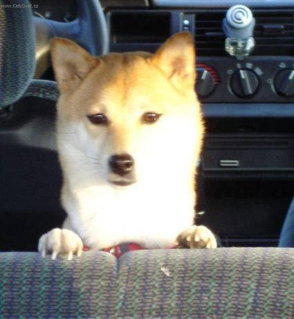 Photos: Shiba inu (Dog standard) (pictures, images)