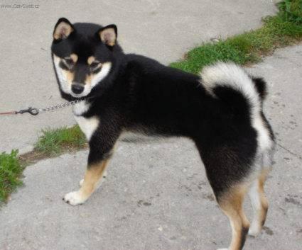 Photos: Shiba inu (Dog standard) (pictures, images)