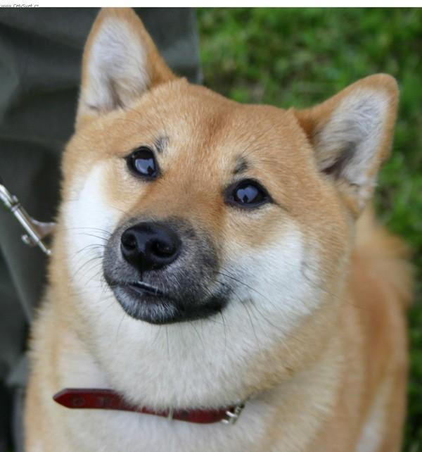 Photos: Shiba inu (Dog standard) (pictures, images)
