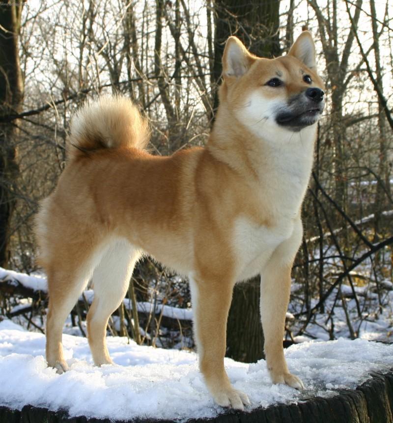 Breeds developed from dog