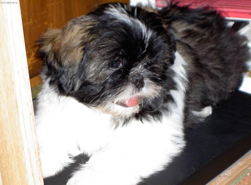 Photos: Shih tzu (Dog standard) (pictures, images)