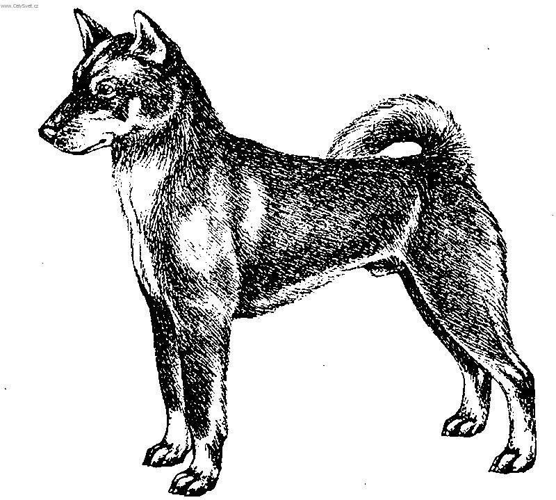 Photos: Shikoku (Dog standard) (pictures, images)