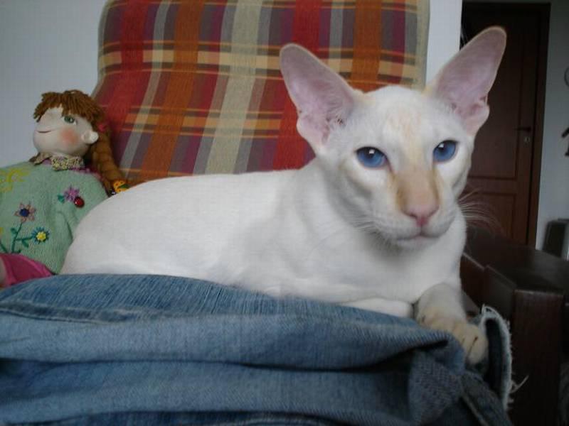 Photos: Siamese (cat) (pictures, images)