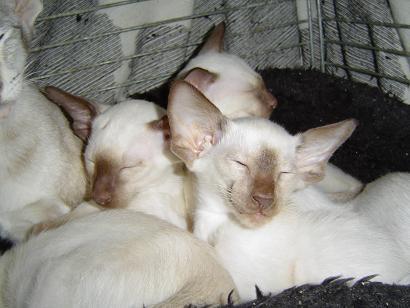 Photos: Siamese (cat) (pictures, images)