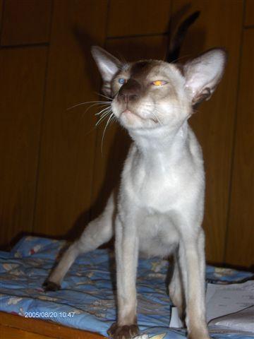 Photos: Siamese (cat) (pictures, images)