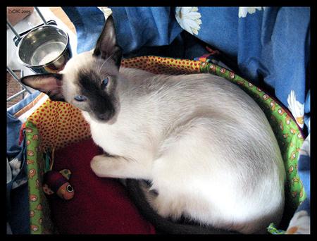 Photos: Siamese (cat) (pictures, images)