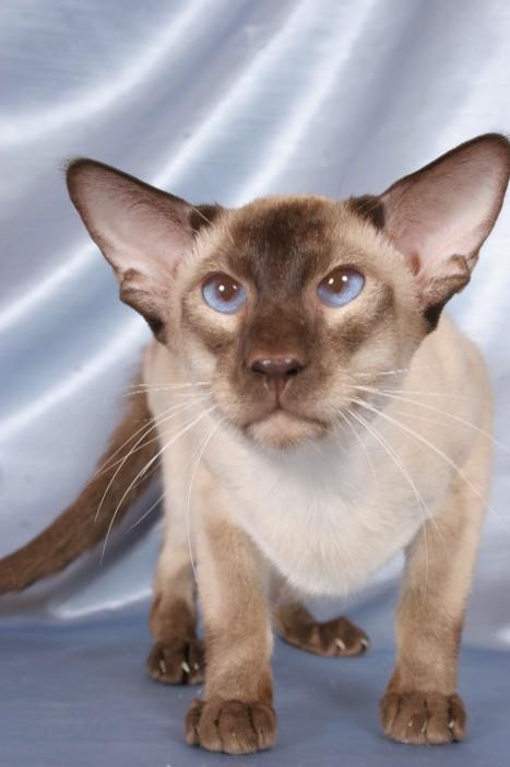 Photos: Siamese (cat) (pictures, images)