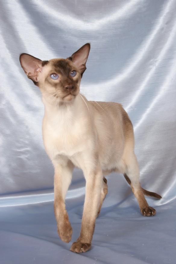 Photos: Siamese (cat) (pictures, images)