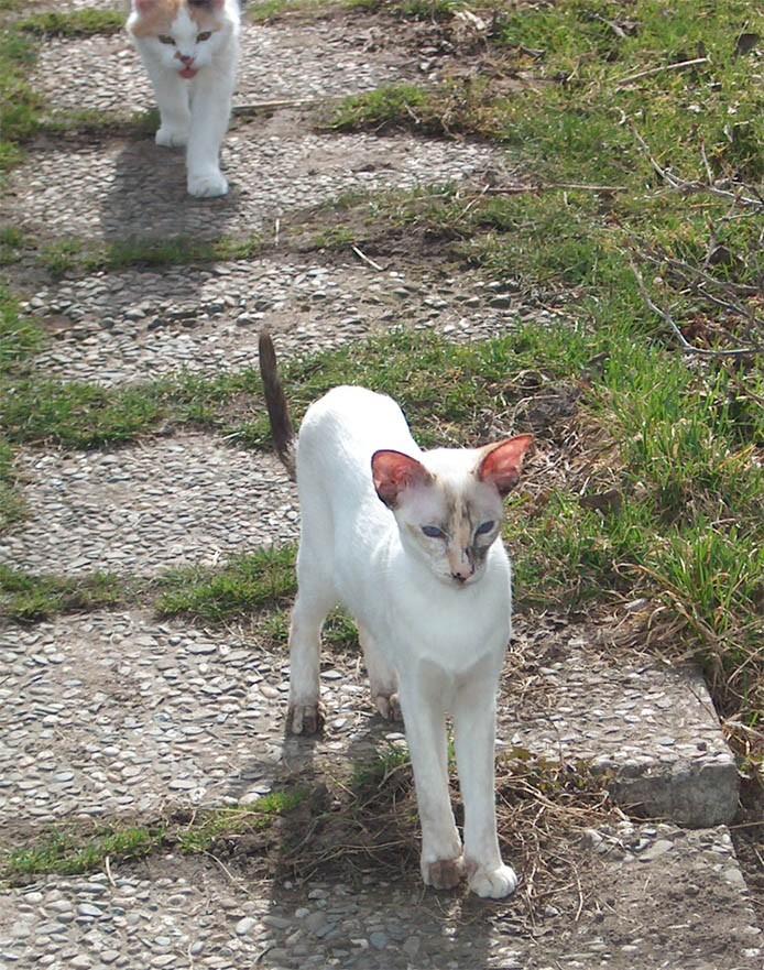 Photos: Siamese (cat) (pictures, images)
