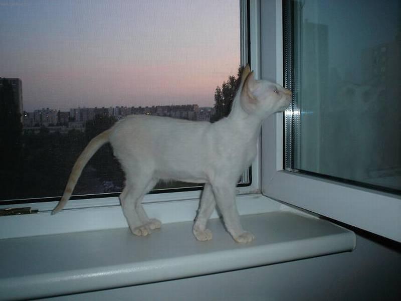Photos: Siamese (cat) (pictures, images)