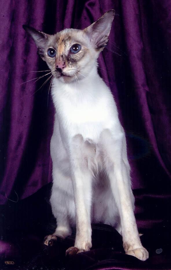 Photos: Siamese (cat) (pictures, images)