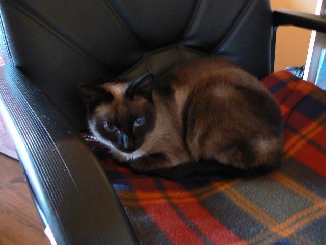Photos: Siamese (cat) (pictures, images)