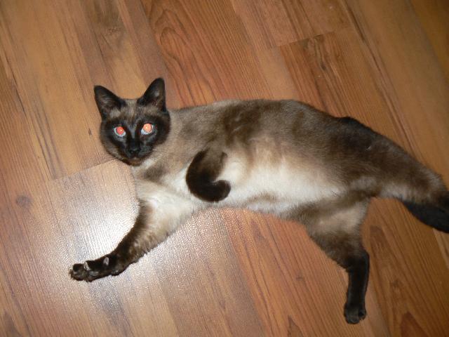 Photos: Siamese (cat) (pictures, images)