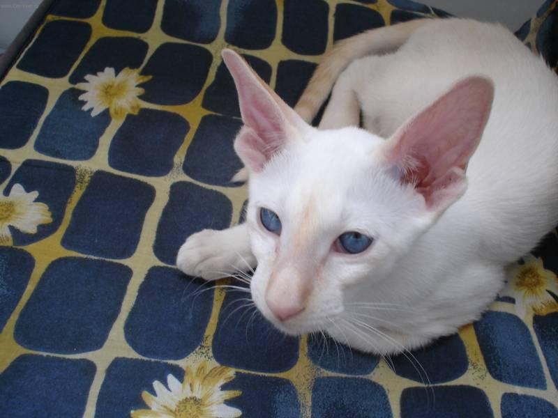 Photos: Siamese (cat) (pictures, images)