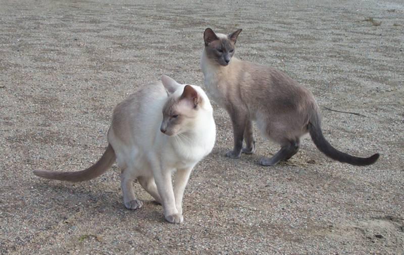 Photos: Siamese (cat) (pictures, images)