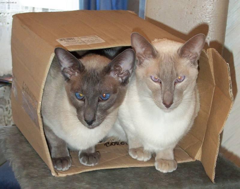 Photos: Siamese (cat) (pictures, images)