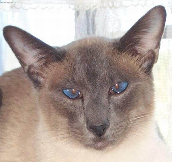 Photos: Siamese (cat) (pictures, images)
