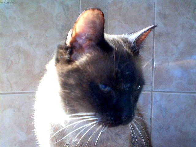 Photos: Siamese (cat) (pictures, images)