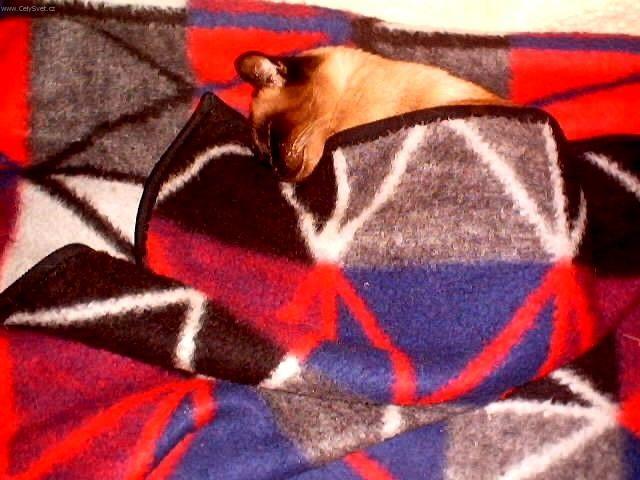 Photos: Siamese (cat) (pictures, images)