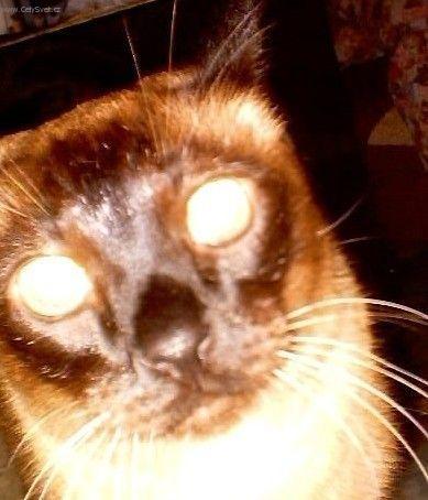 Photos: Siamese (cat) (pictures, images)