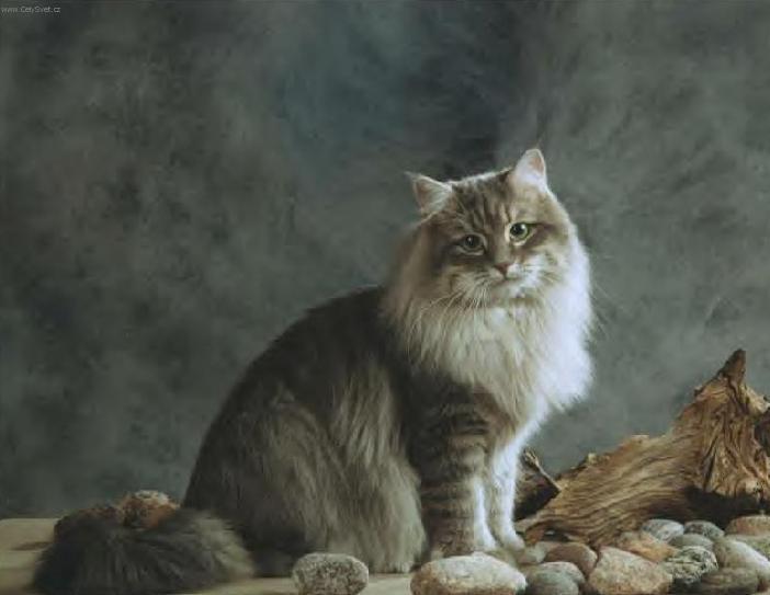 Photos: Siberian (cat) (pictures, images)