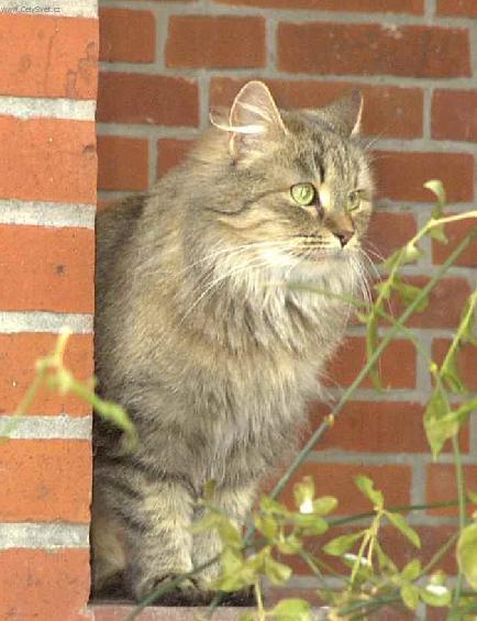Photos: Siberian (cat) (pictures, images)