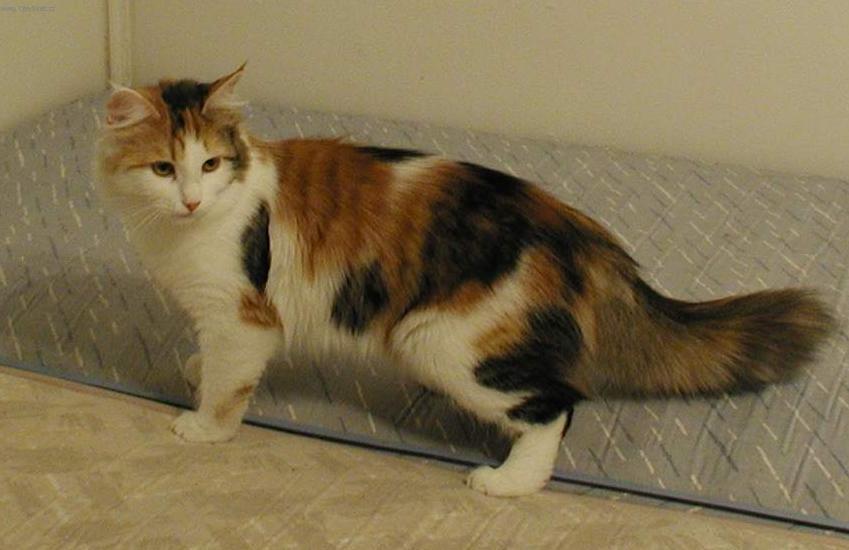 Photos: Siberian (cat) (pictures, images)