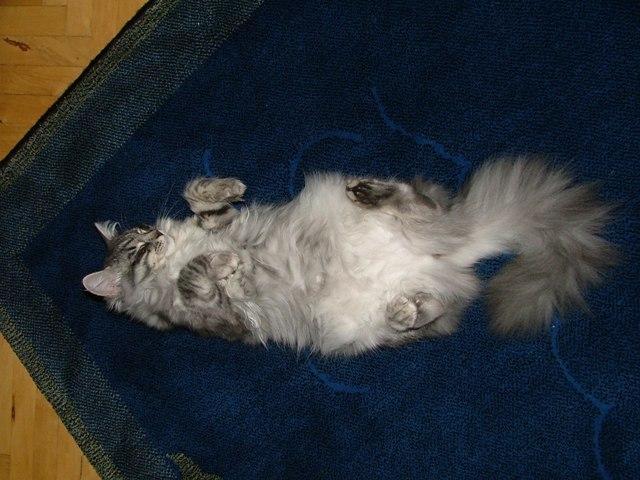 Photos: Siberian (cat) (pictures, images)
