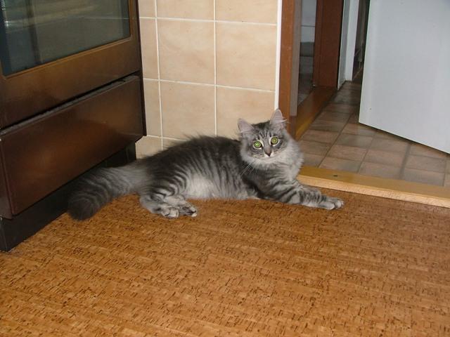 Photos: Siberian (cat) (pictures, images)