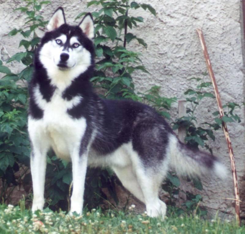 Photos: Siberian husky (Dog standard) (pictures, images)
