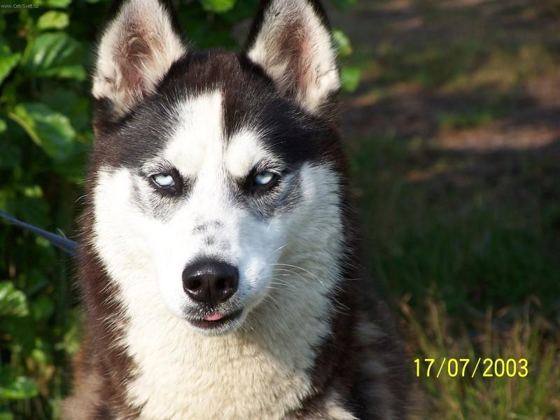 Photos: Siberian husky (Dog standard) (pictures, images)