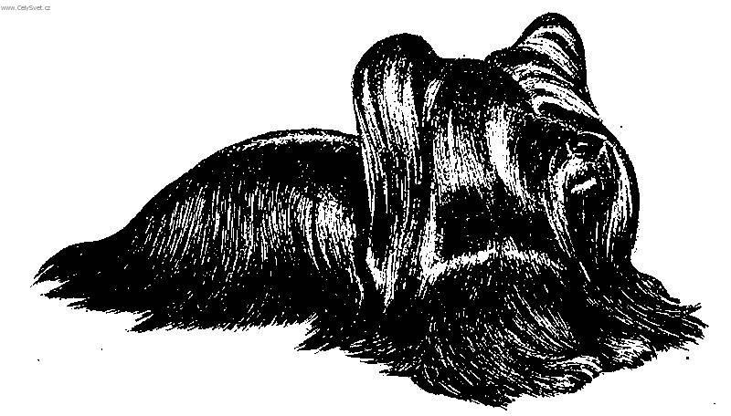 Photos: Skye terrier (Dog standard) (pictures, images)