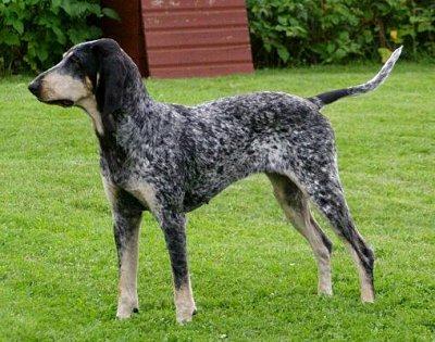 Photos: Small gascony blue (Dog standard) (pictures, images)