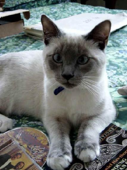 Photos: Snowshoe (Cat) (pictures, images)